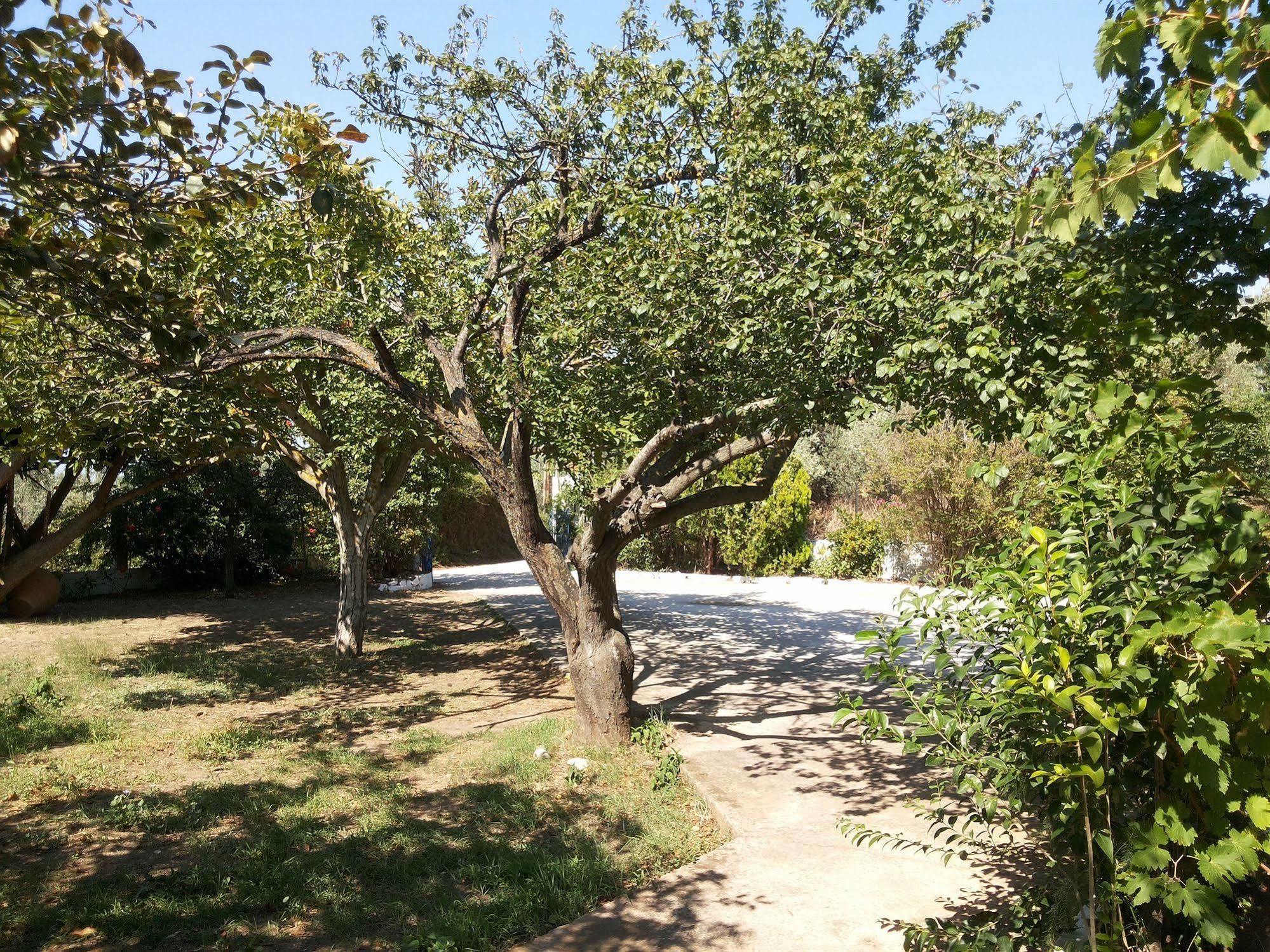 Rastoni Guest House Skopelos Dış mekan fotoğraf